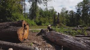 Best Firewood Processing and Delivery  in Elmwood Park, NJ