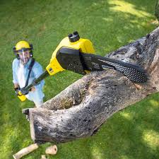 Best Lawn Disease Treatment  in Elmwood Park, NJ