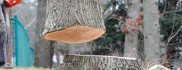 Best Emergency Tree Removal  in Elmwood Park, NJ