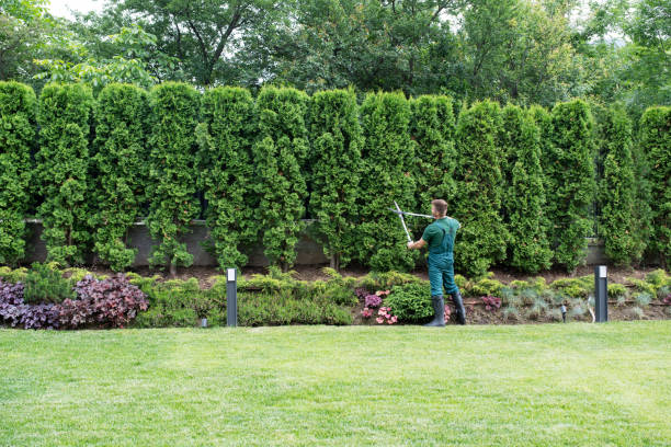 Best Pest Control for Lawns  in Elmwood Park, NJ