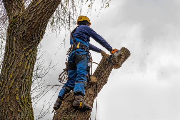 Best Pest Control for Lawns  in Elmwood Park, NJ