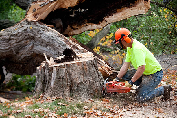 Best Tree Maintenance Programs  in Elmwood Park, NJ