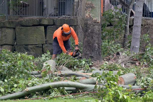 How Our Tree Care Process Works  in  Elmwood Park, NJ