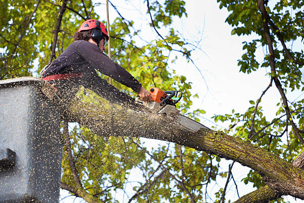 Best Tree Mulching  in Elmwood Park, NJ